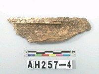 藏品(骨)的圖片